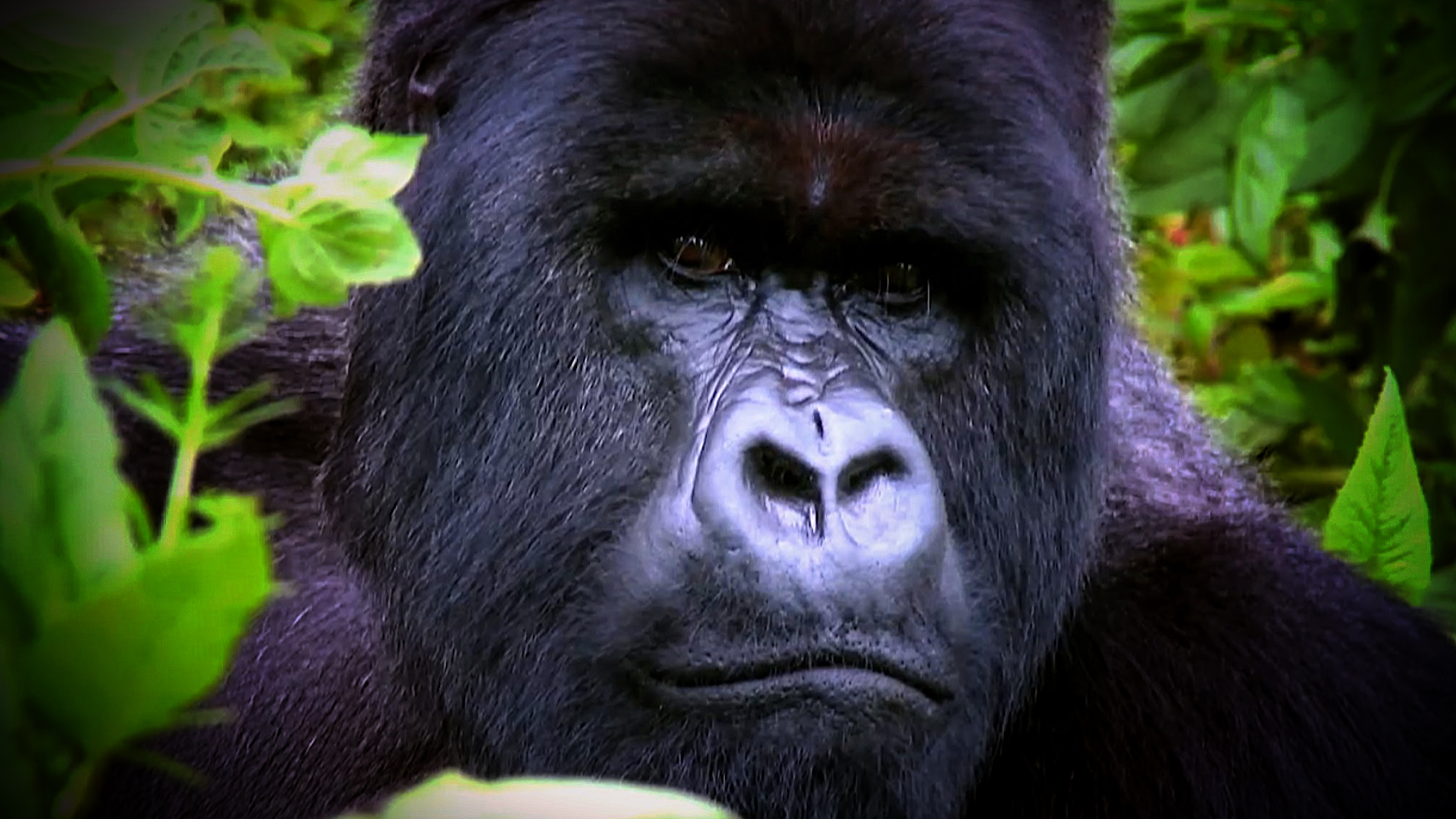 gorilla uganda