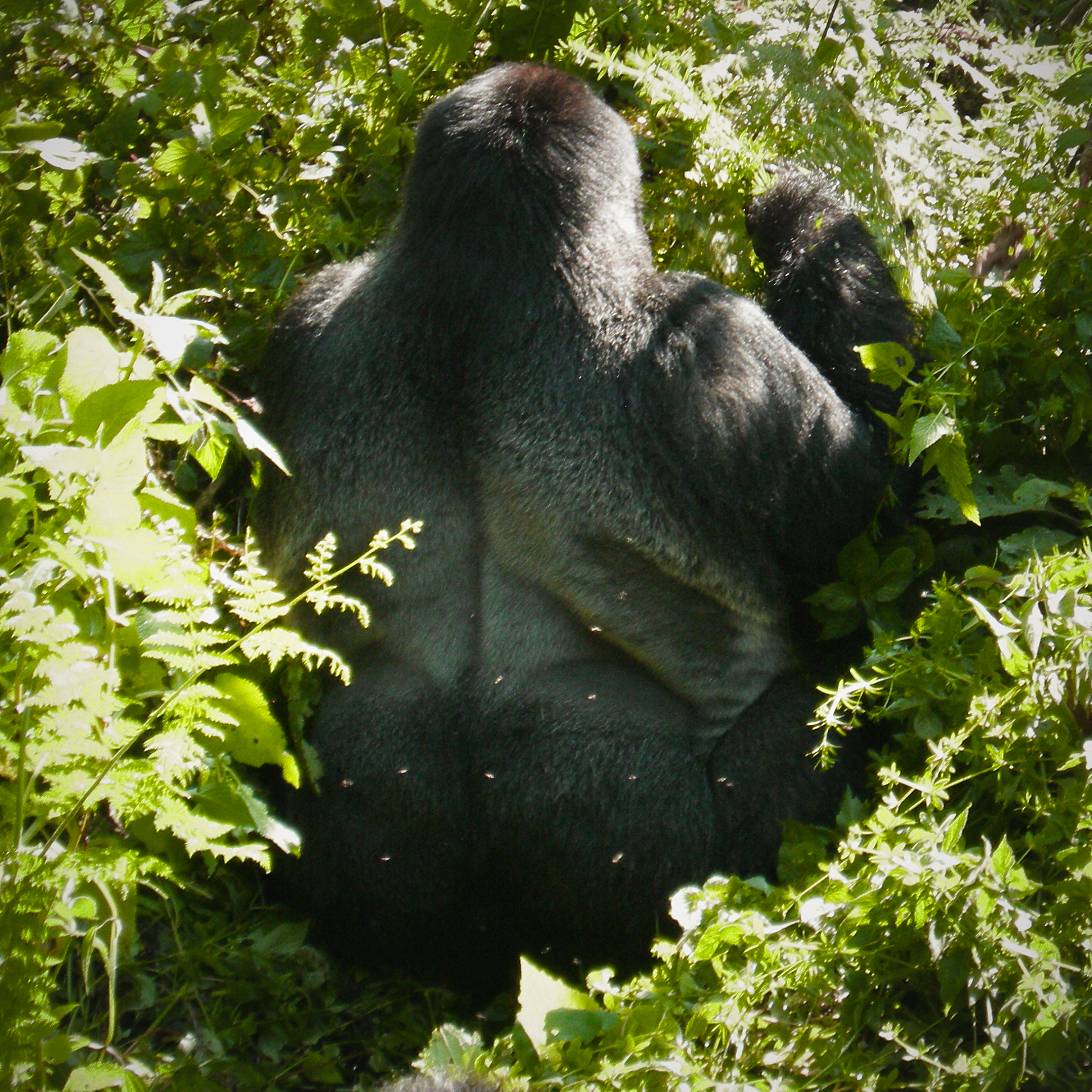 UGANDA