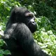 UGANDA